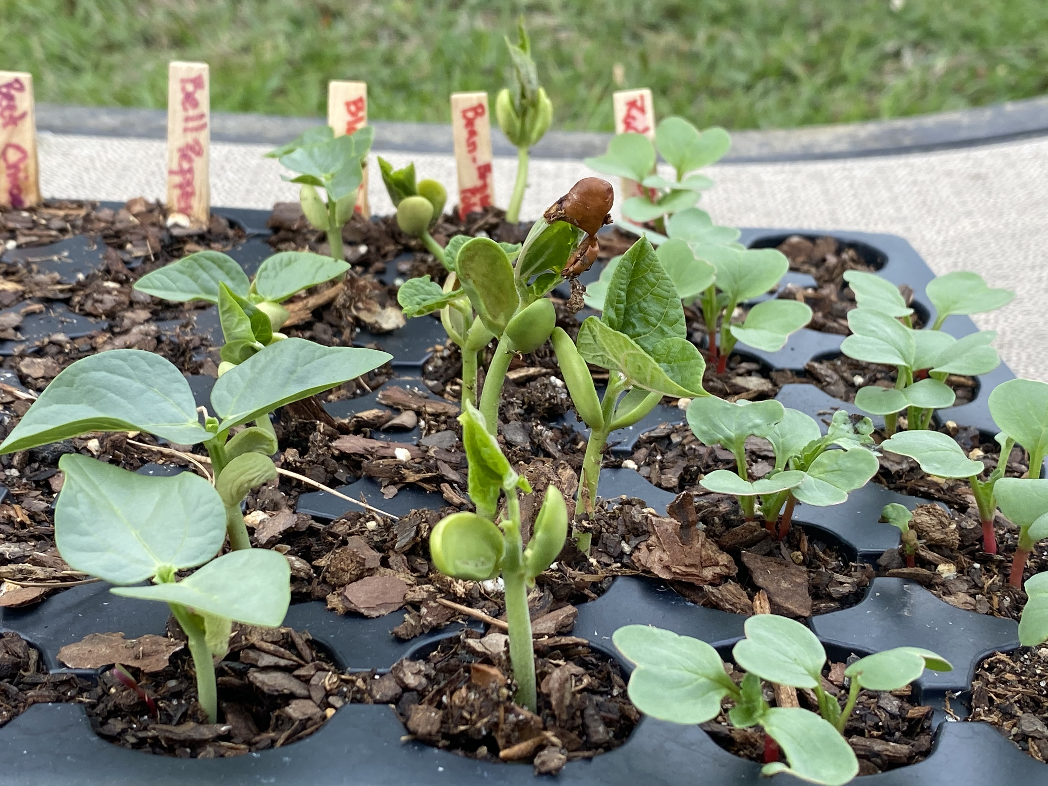 Keep your garden and tradition alive by saving seeds